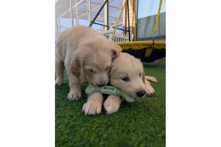 $350 : Cachorros Golden Retriever image 7