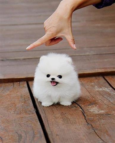$250 : Pomeranian puppy image 2