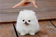 $250 : Pomeranian puppy thumbnail