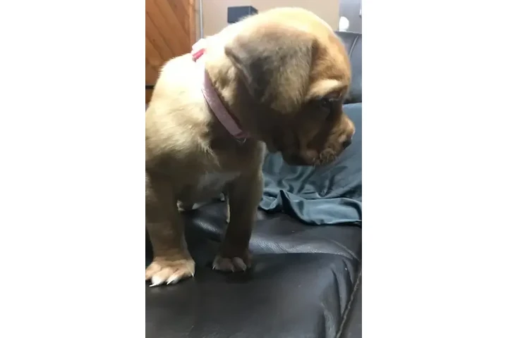$1050 : Dogue de Bordeaux puppy image 1