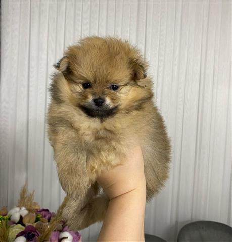 $450 : Pomeranian 2 boys available image 2