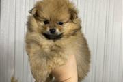 $450 : Pomeranian 2 boys available thumbnail