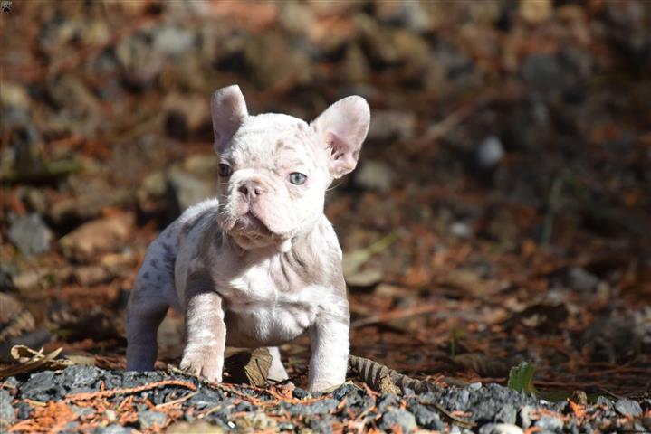 $780 : french bulldog merle for sale image 4