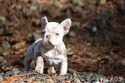 $780 : french bulldog merle for sale thumbnail