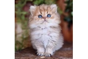Gatito Persian disponible en Charlotte