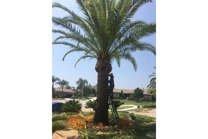 Lorenzo's Tree Services image 9