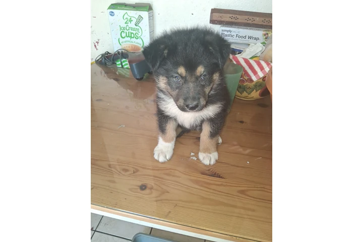 $1 : Perritos gratis image 1