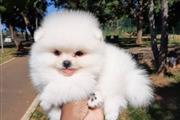 $300 : Pomeranian puppies thumbnail