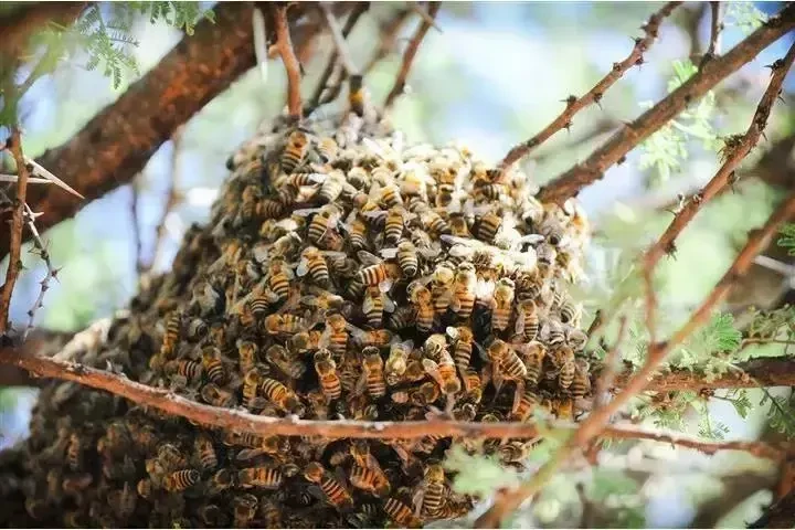 SUPERIOR BEE CONTROL image 9