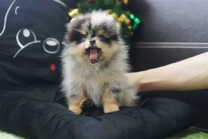 $400 : Pomeranian puppies image 1