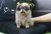 Pomeranian puppies en Boise