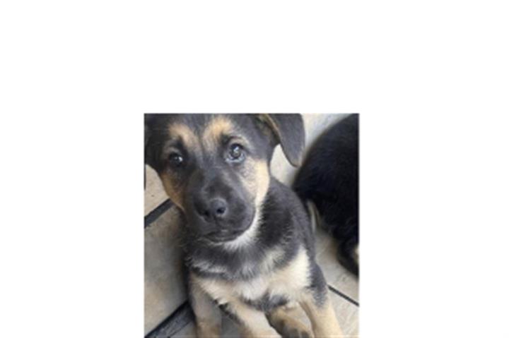 $150 : German shepherd image 1