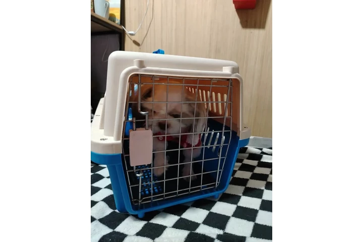 $900 : Pom puppies image 2