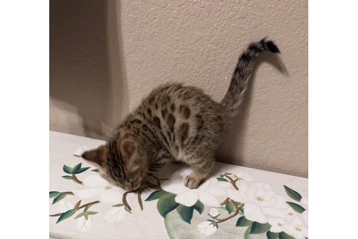 $1000 : Bengal Kitten FEMALE image 8