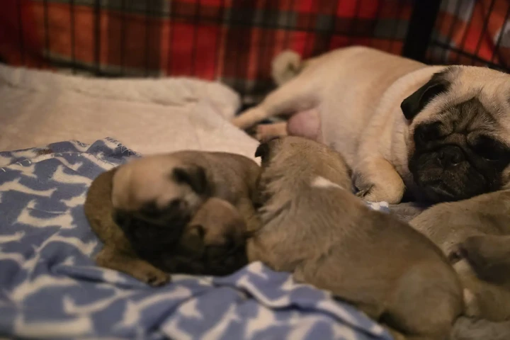 $400 : Cachorros de Pug image 2