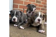 Cachorros de pitbull en Columbia