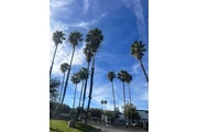 Tree service trim lanscaping thumbnail