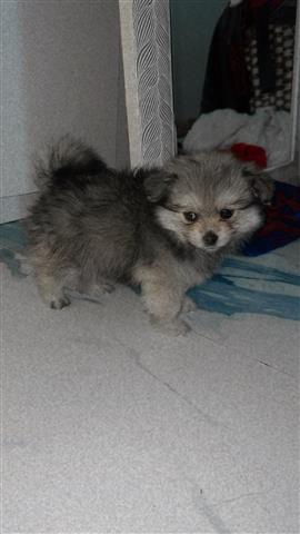 $1200 : Super small Pomeranian Grey image 1