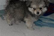 Super small Pomeranian Grey en Los Angeles