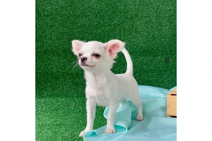 $600 : Chihuahua image 1