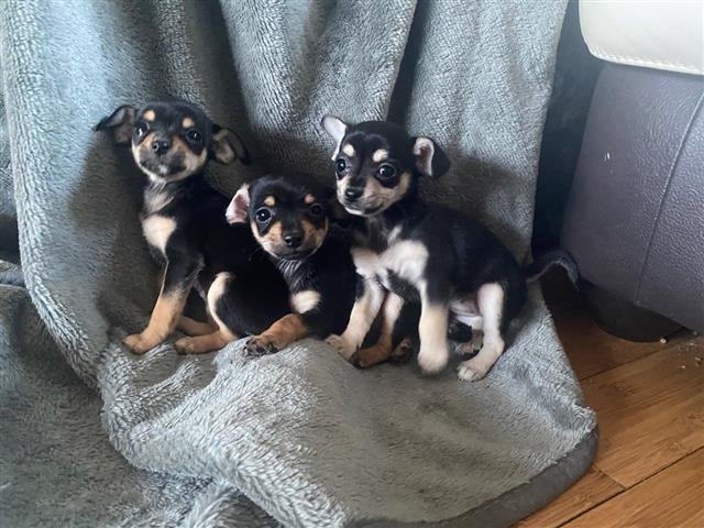 Chihuahua Pups For Sale!! image 1