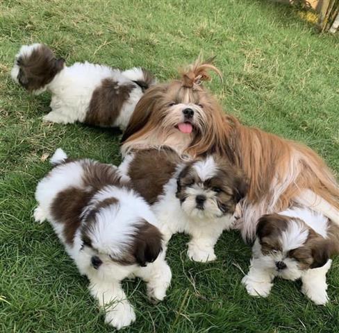 $400 : Cute shih tzu puppies image 3