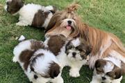 $400 : Cute shih tzu puppies thumbnail