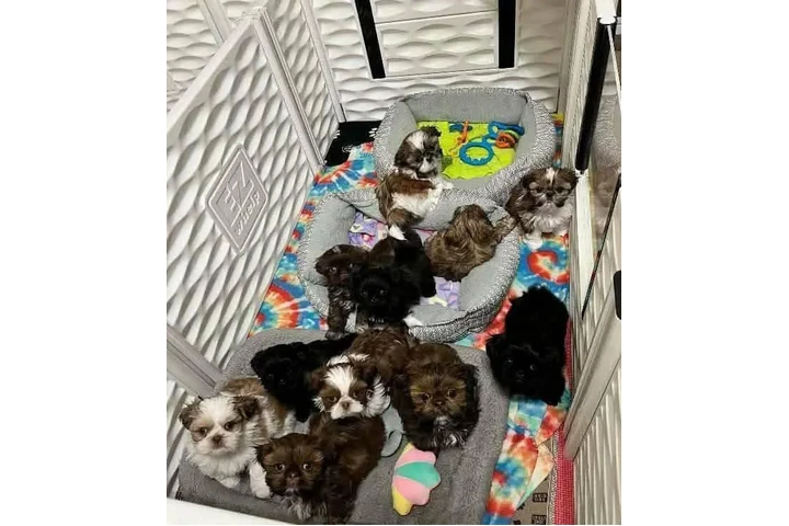 $350 : Cachorros de Shih Tzu image 2