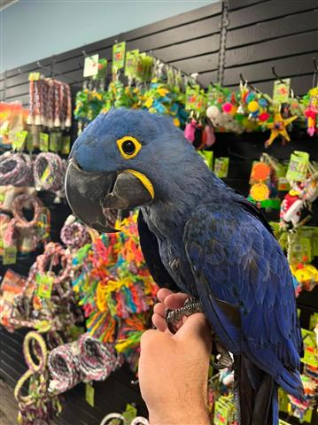 $300 : cute parrots for rehoming image 2