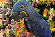 $300 : cute parrots for rehoming thumbnail