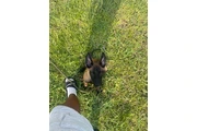 CACHORROS BELGA MALLINOIS thumbnail