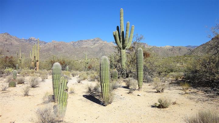 Saguaro*Rodeocactus* image 2