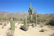 Saguaro*Rodeocactus* thumbnail