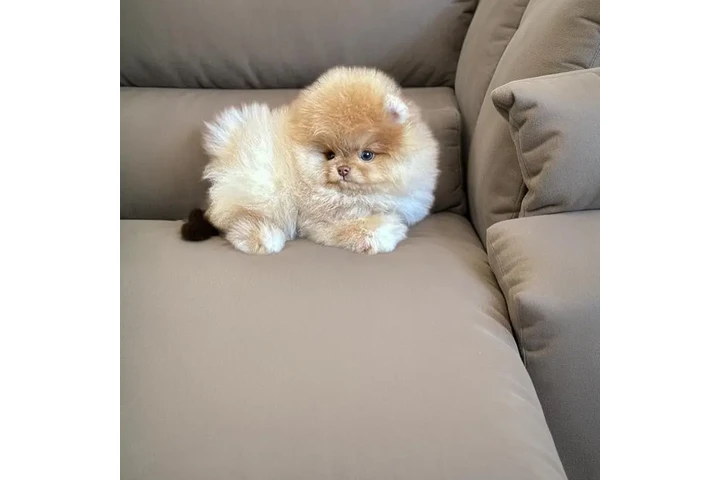 $350 : Pomerania taza de té image 3
