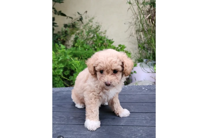 $350 : PERRITAS ADORABLES image 1