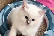 stunning Ragdol kittens thumbnail