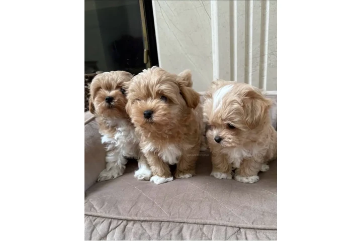 $350 : Maltipoo Cachorros a la venta image 4