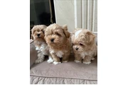 $350 : Maltipoo Cachorros a la venta thumbnail