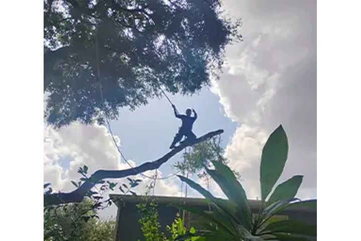 TREE SERVICES image 3