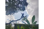 TREE SERVICES thumbnail