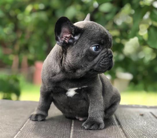 $420 : 3 French Bulldog For Sale image 1