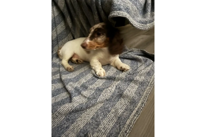 $2000 : Dapple pied miniature dachshun image 9