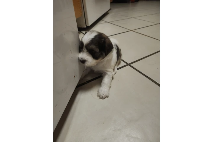 $380 : Tengo cachurras maltés 2 meses image 5