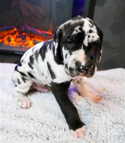 $500 : Great Dane puppies for adoptio image 2
