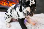 $500 : Great Dane puppies for adoptio thumbnail