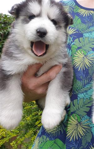 $650 : Siberian Husky Pups image 1