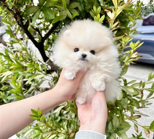 $280 : Pomeranian puppies for sale image 1