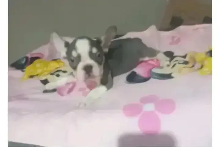 :  🐶 ¡PERRITOS EN VENTA! 🐾 image 4