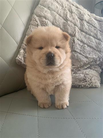$450 : Very Playful Chow Chow Puppy image 2