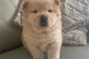 $450 : Very Playful Chow Chow Puppy thumbnail